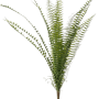 Feriga Nephrolepis