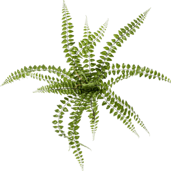 Feriga Pellaea