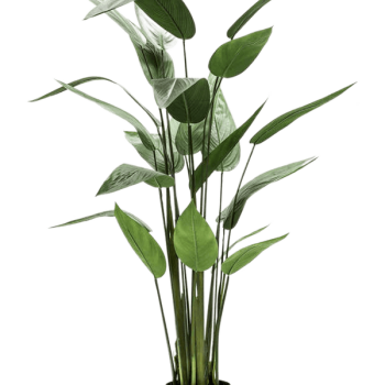 Heliconia