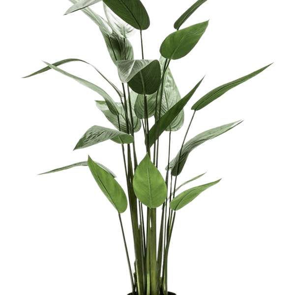 Heliconia