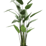 Heliconia