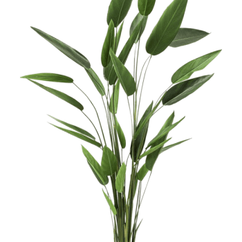 Heliconia