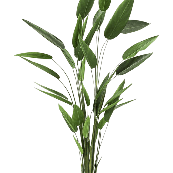 Heliconia