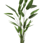 Heliconia