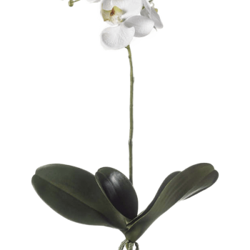 Phalaenopsis