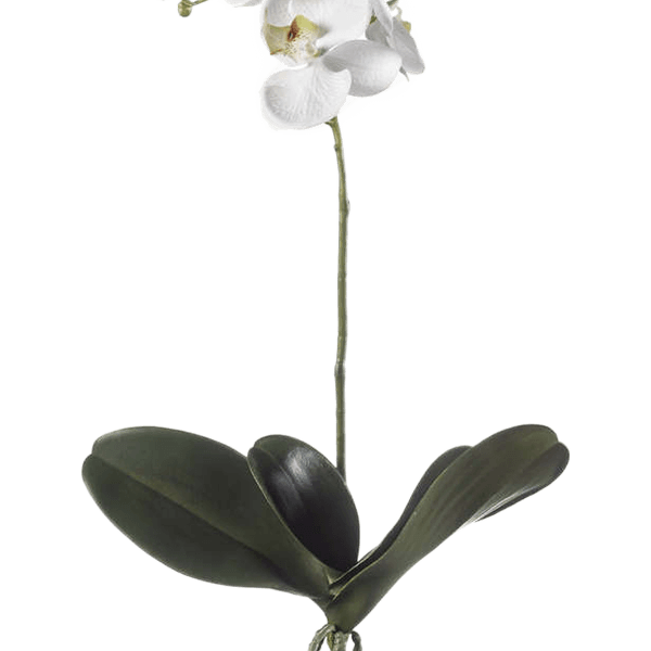 Phalaenopsis