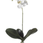 Phalaenopsis