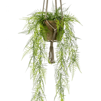 Asparagus plumosus