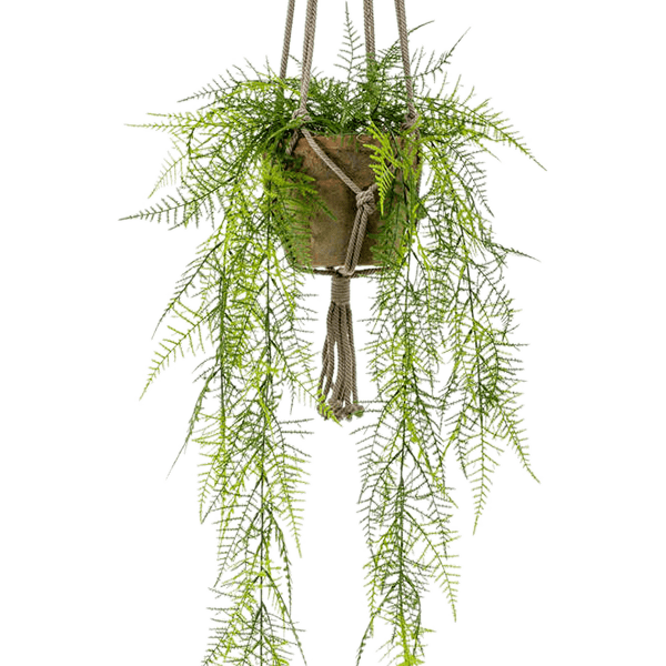 Asparagus plumosus