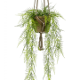 Asparagus plumosus
