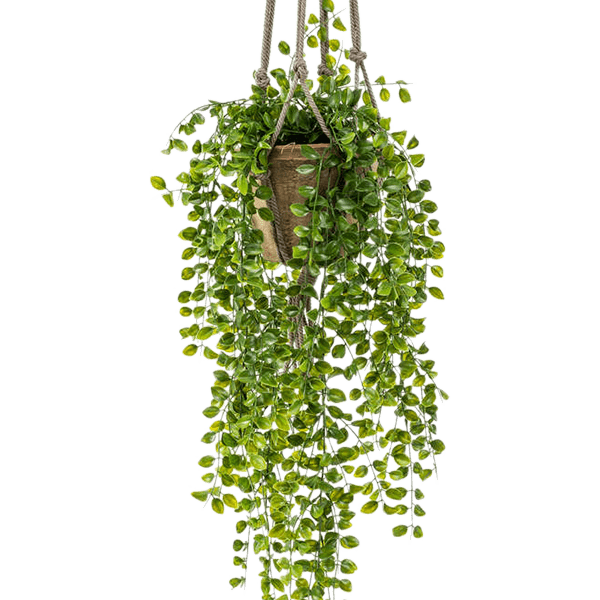 Ficus pumila
