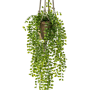 Ficus pumila