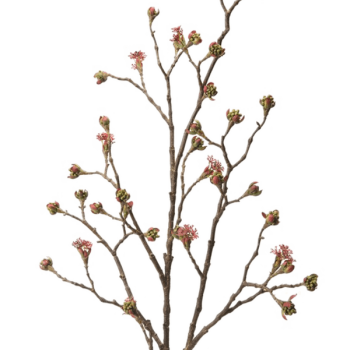 Acer Acer