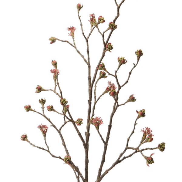 Acer