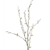 Salix