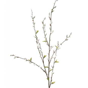Salix Salix
