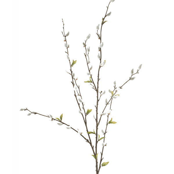 Salix