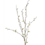 Salix