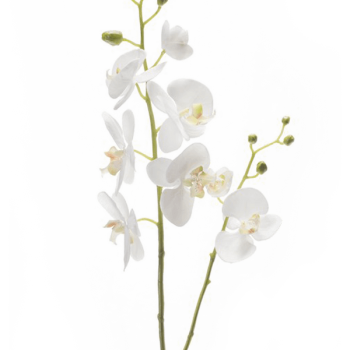 Phalaenopsis
