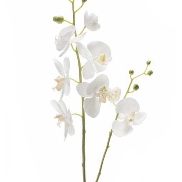 Phalaenopsis