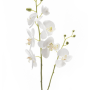 Phalaenopsis