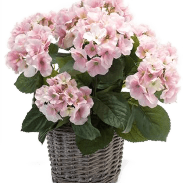 Hortensie