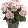 Hortensie