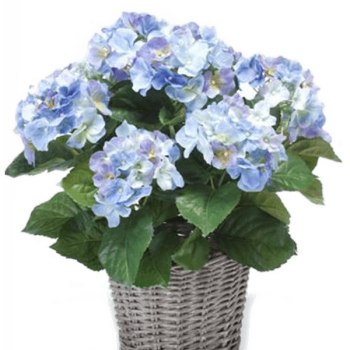Hortensie