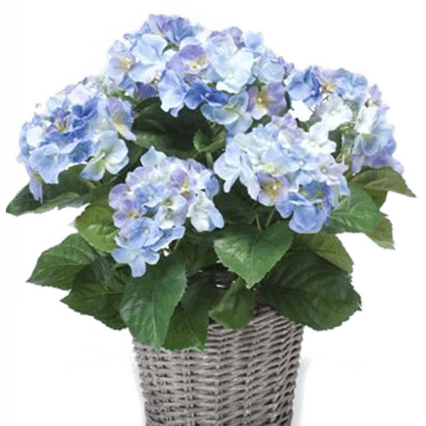 Hortensie