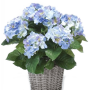 Hortensie