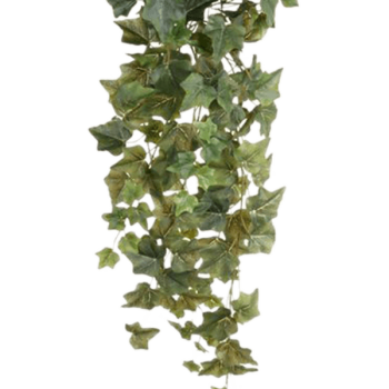 Ivy