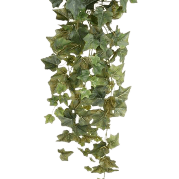 Ivy