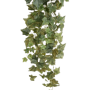 Ivy