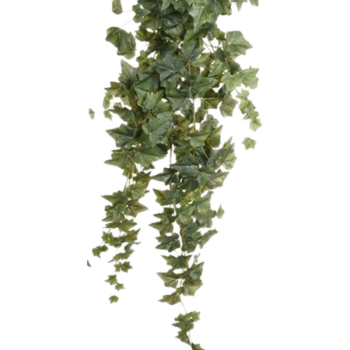 Ivy
