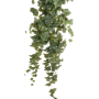 Ivy