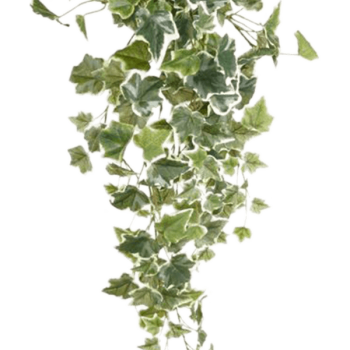Ivy