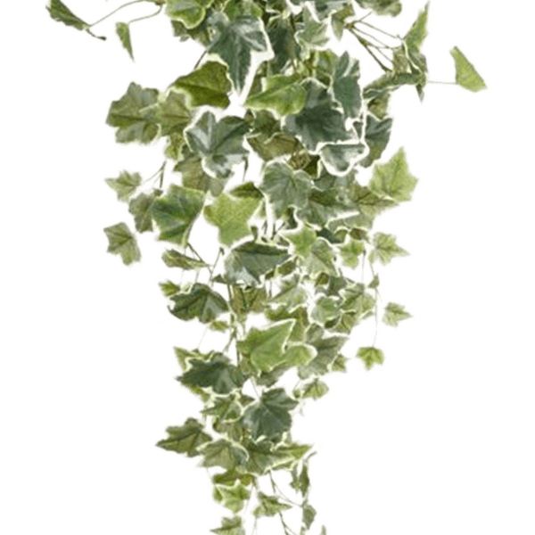 Ivy