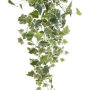 Ivy