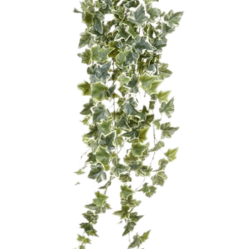 Ivy
