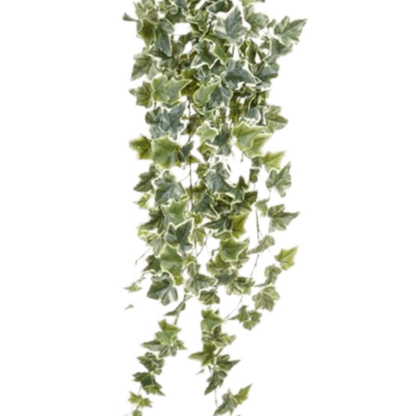 Ivy