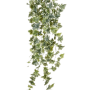 Ivy