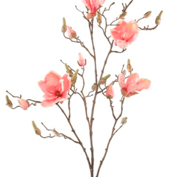 Magnolia
