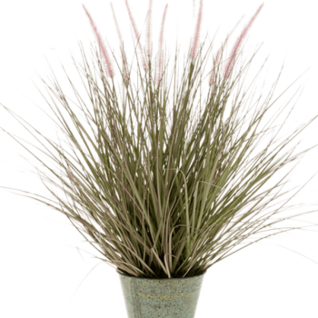 Iarbă Pennisetum