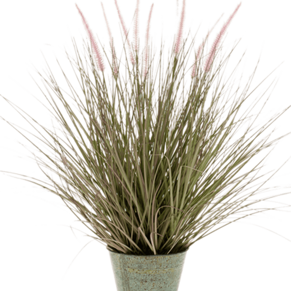Iarbă Pennisetum