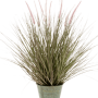Iarbă Pennisetum