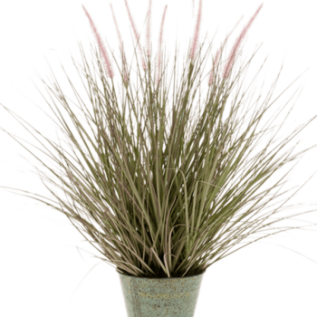 Iarbă Pennisetum