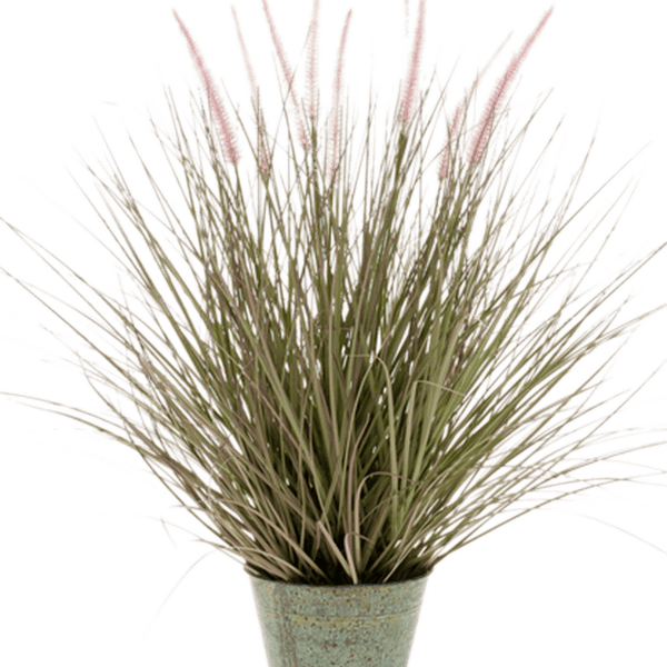 Iarbă Pennisetum