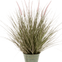 Iarbă Pennisetum