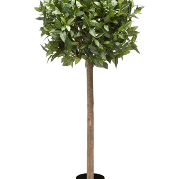 Laurus Nobilis