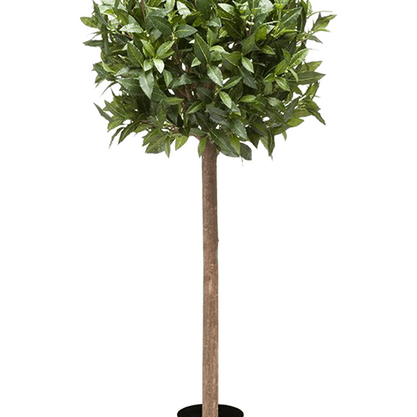 Laurus Nobilis